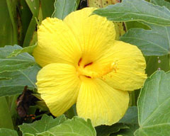 Boat trip to Napali with dolphinsfrom Hawaiian Hibiscus vacation rentla home