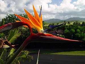 Bird of Paradise in front of our Poipu Kauai vacation rentals home.