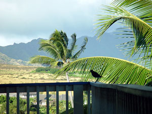 Bird at the lanai of kauai vacation rental
