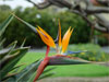 Aloha and Mahalo for visiting Bird of Paradise home in Poipu Kauai Hawaii